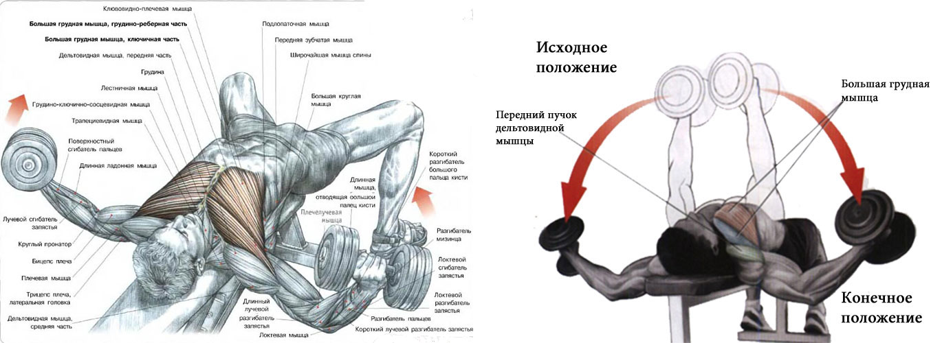 Быстрее накачать грудные мышцы в домашних условиях Быстрее накачать грудные мышцы в домашних условиях