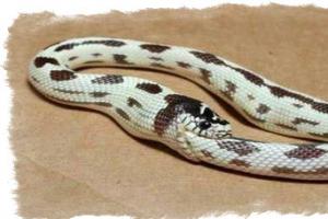 Пръстенът на Уроборос - знакът на змията, поглъщаща собствената си опашка