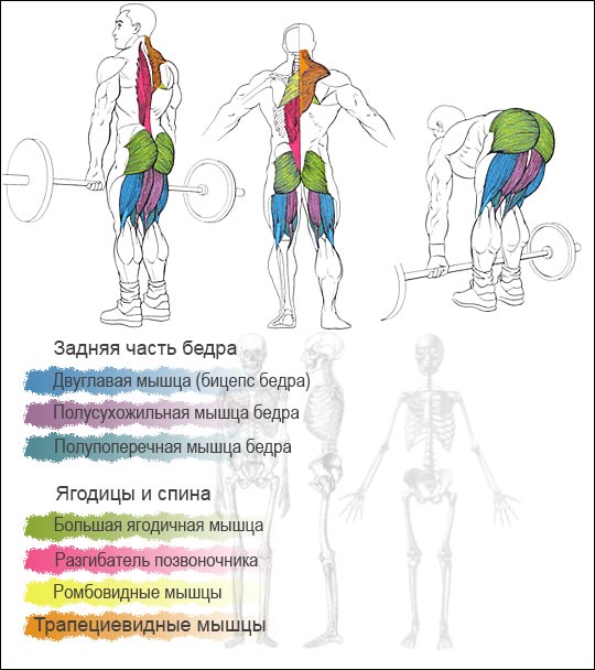 Тяга какие мышцы. Румынская тяга мышцы задействованы. Мышцы задействованные в становой тяге. Становая тяга группы мышц. Мертвая тяга мышцы задействованы.
